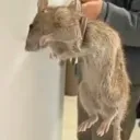 Shaheer's Development Center's icon