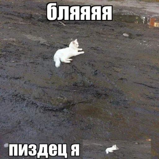 🧼Zzzzz — мониторинг Discord сервера, статистика и рейтинг