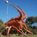 Lobster Cup