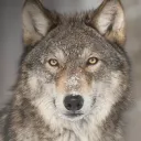 cameron’s goofy server Discord Server Icon