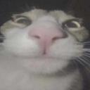 kinlist in bio!? Discord Server Icon