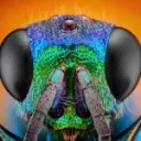 Entomologistes amateurs du Québec