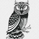 night owl server