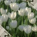 # ~ Flower Universe