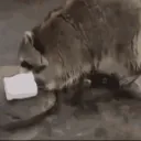 / raccs ! Discord Server Icon