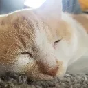誰でもさば
