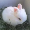 zeroni cc2