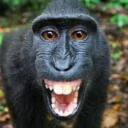   Monkey world   Discord Server Icon