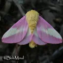 Moth Infestation