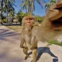 Monkeys