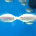 mios aquarium 🐟˚ ༘♡ ⋆｡˚