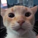 Gatito Gaming Discord Server Icon