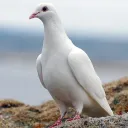 ♤ exquisite ♤'s icon