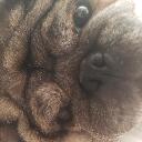 Pugster116's community Discord Server Icon