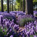 Lavender forest (18+)