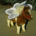 ponygang