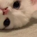 rachel's cat cafe