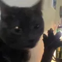 Daily dabloon discord server