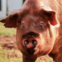 HOGS