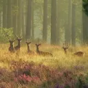 Lenora Discord Server Icon