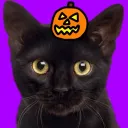 ACat77 Central