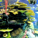Mocha’s Aquarium 67+