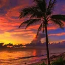 Sunset Cove discord icon