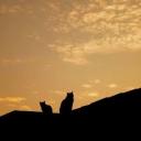 Tal der Katzen - RPG