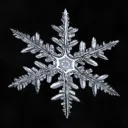 Wynterland Discord Server Icon