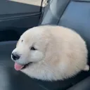 YAKUZA ヤクザ Discord Server Icon