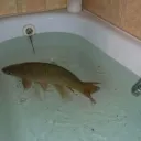 Goober Nation Discord Server Icon