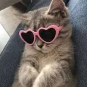 Meow gang