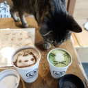 ֹ ₊ 𐙚  𝘛𝘩𝘦 𝘓𝘰𝘵𝘶𝘴 𝘊𝘢𝘧𝘦   ᝰ.ᐟ⊹ ࣪ ˖ Discord server icon