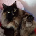 ZombieDriver's Hangout place (Best server)'s icon