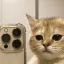 kitcord🐱
