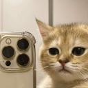 Discovery icon for kitcord🐱 Discord server