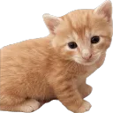 cat sticker central 2