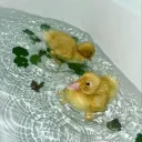 🌿🪷🦆 𝒹𝓊𝒸𝓀𝒾ℯ𝓈 𝗀𝒶𝓇𝒹ℯ𝓃🌿🪷🦆's icon