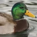 Mallard of War Games