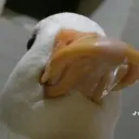 Los Patos