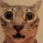 Shocked Cat discord icon