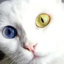 City Cat's server