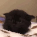 Serenity rvmp wip Discord server icon