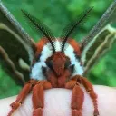Moth people or just people💅✨❤