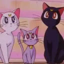 kitten kult