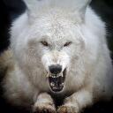 Silvers Cult of Beast Discord Server Icon