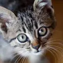 Cat's Trading Plaza's icon