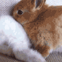 Velveteen Rabbit