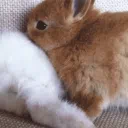Velveteen Rabbit
