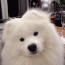 Puppy Park